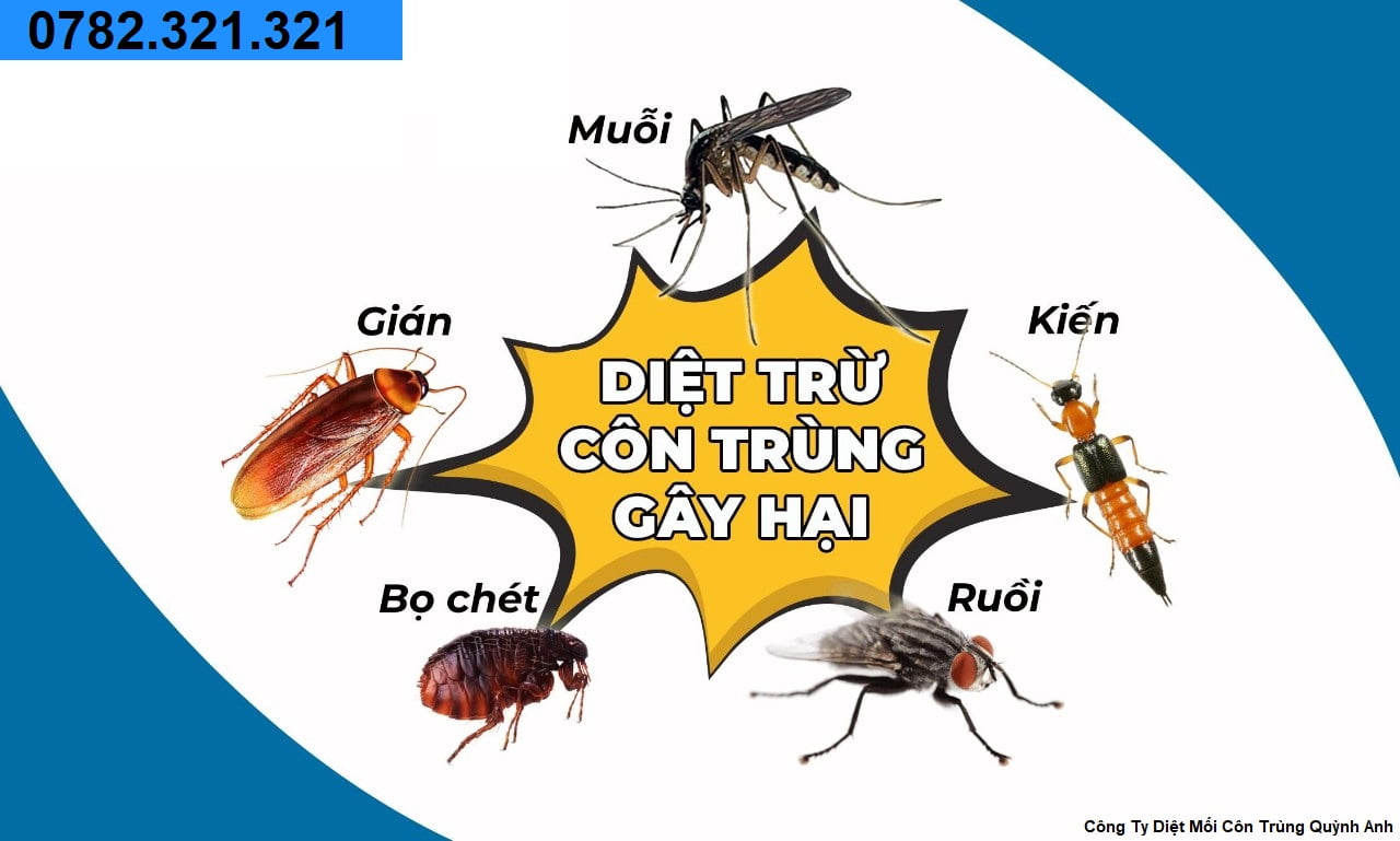 Diệt Mối Tại Quận Hai Bà Trưng