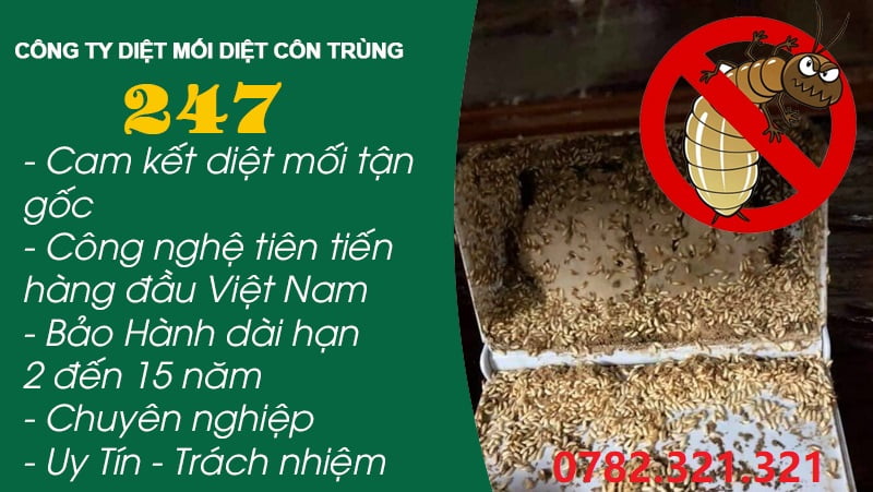 Diệt Mối Đội Cấn