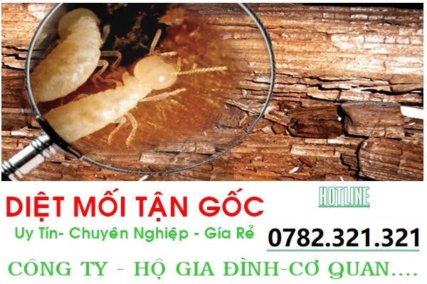 Diệt Mối Tại Đội Cấn