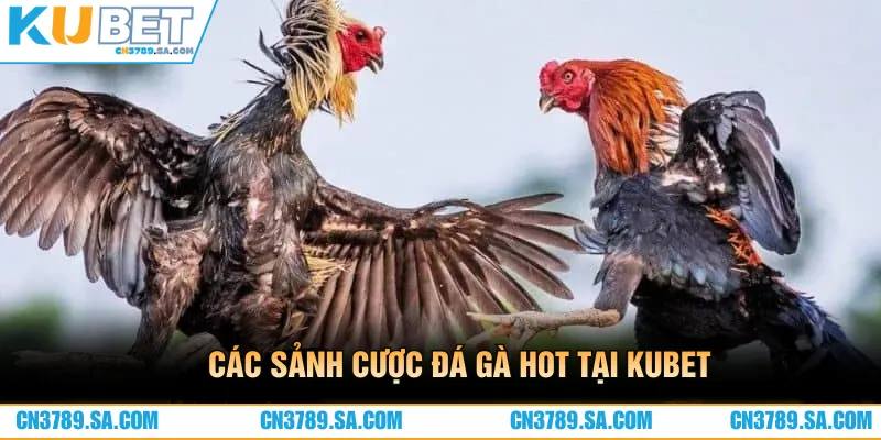 Các sảnh cược nổi bật nên trải nghiệm khi đến với CN3789 