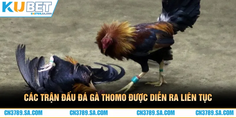 Các trận đấu đá gà Thomo được diễn ra liên tục thường xuyên