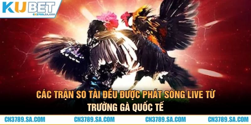 Các trận so tài đều được phát sóng live từ trường gà quốc tế