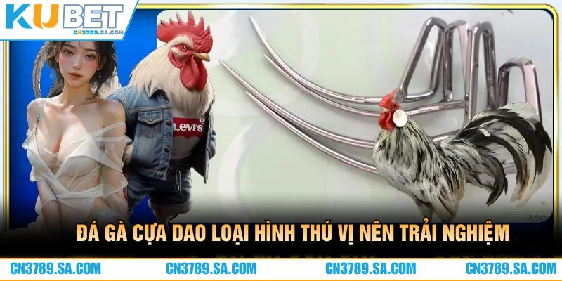 Cưa dao là hình thức đá gà hay nên trải nghiệm 