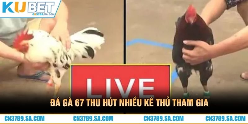 Đá gà 67 thu hút nhiều kê thủ tham gia
