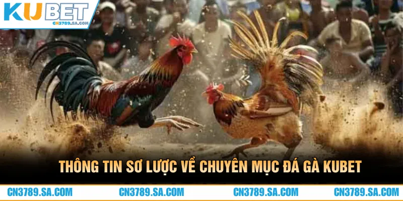 Đá gà là chuyên mục cược hấp dẫn, nên trải nghiệm tại CN3789 