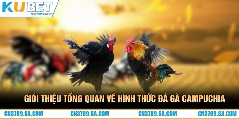 Giói thiệu tổng quan về hình thức đá gà Campuchia