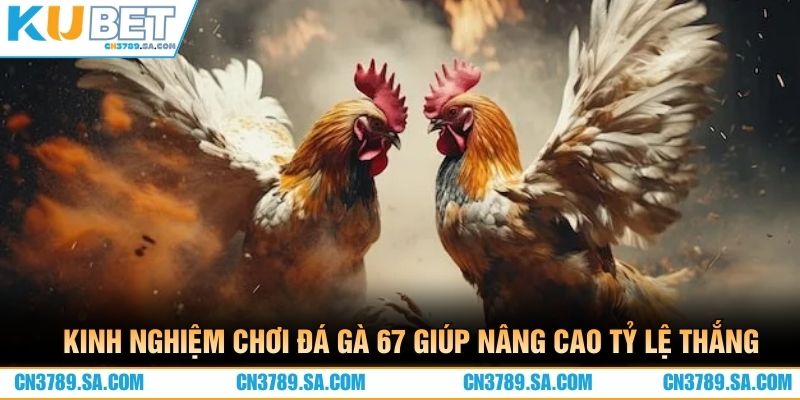 Kinh nghiệm chơi đá gà 67 giúp nâng cao tỷ lệ thắng
