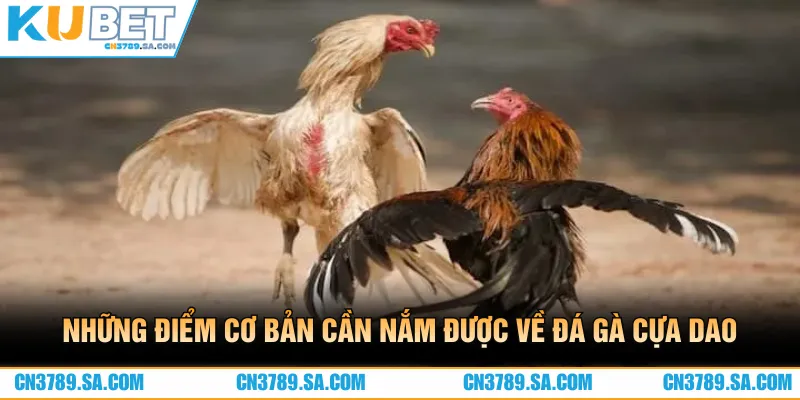 Những điểm cơ bản cần nắm được về bộ môn đá gà cựa dao