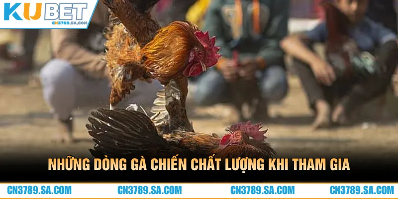Những dòng gà chiến chất lượng khi tham gia đá gà cựa dao