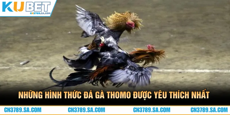 Những hình thức đá gà Thomo được nhiều người yêu thích nhất