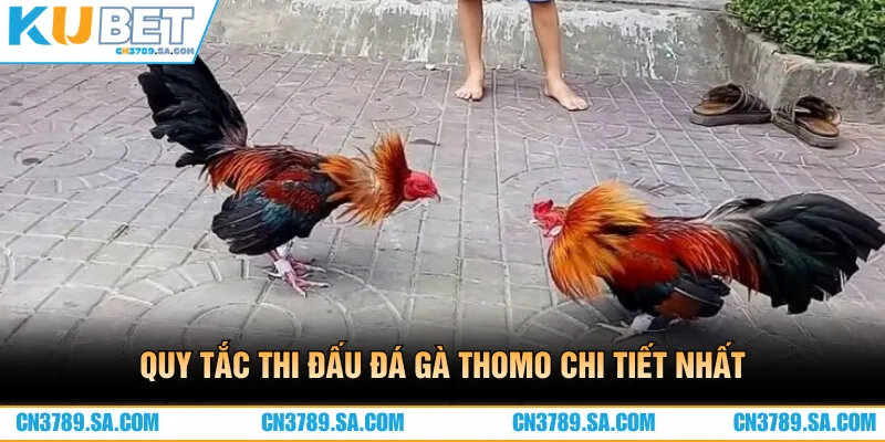 Quy tắc thi đấu đá gà Thomo chi tiết nhất cho những ai chưa biết