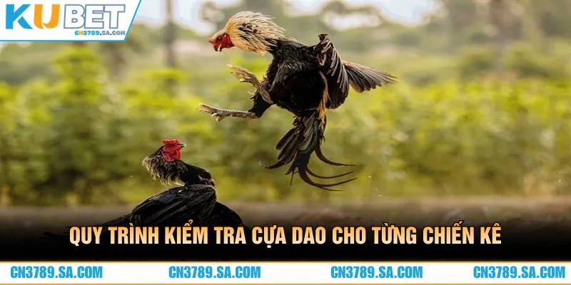 Quy trình kiểm tra cựa dao cho từng chiến kê khi ra trận