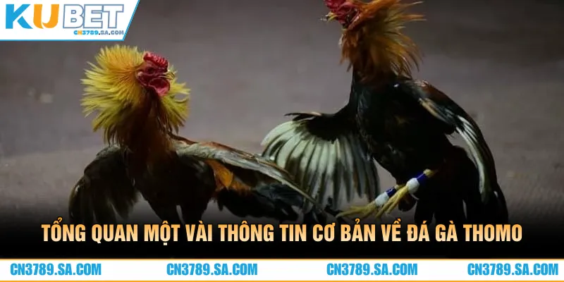 Tổng quan một vài thông tin cơ bản về đá gà Thomo